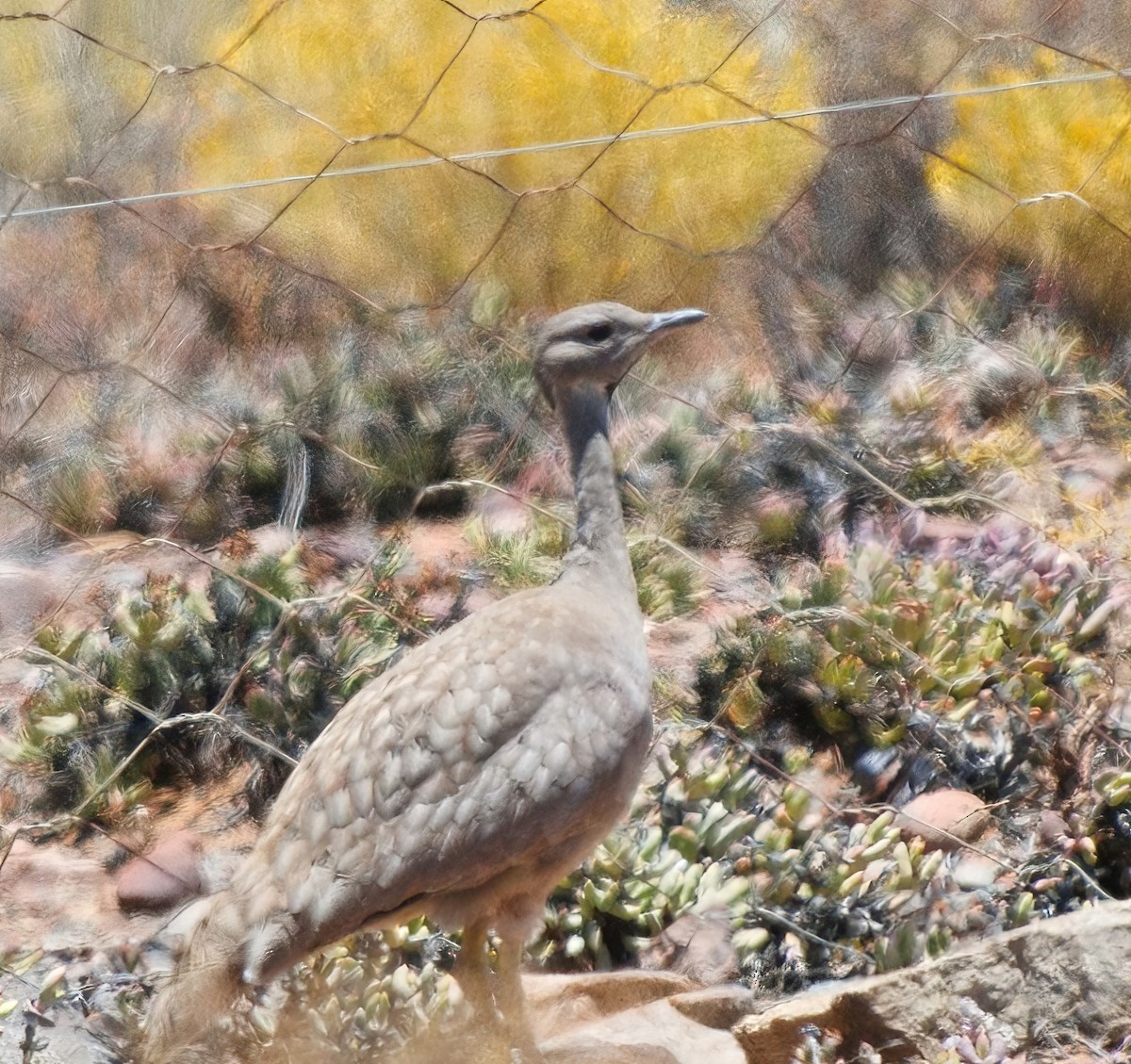 Karoo Bustard - ML632948786