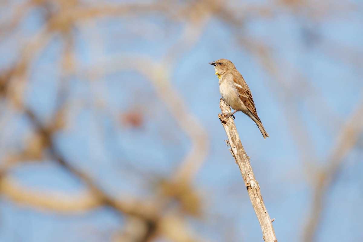 Yellow-throated Sparrow - ML632949116