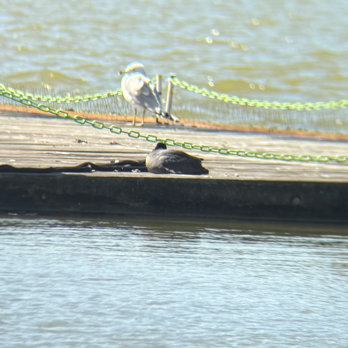 American Coot - ML632949851