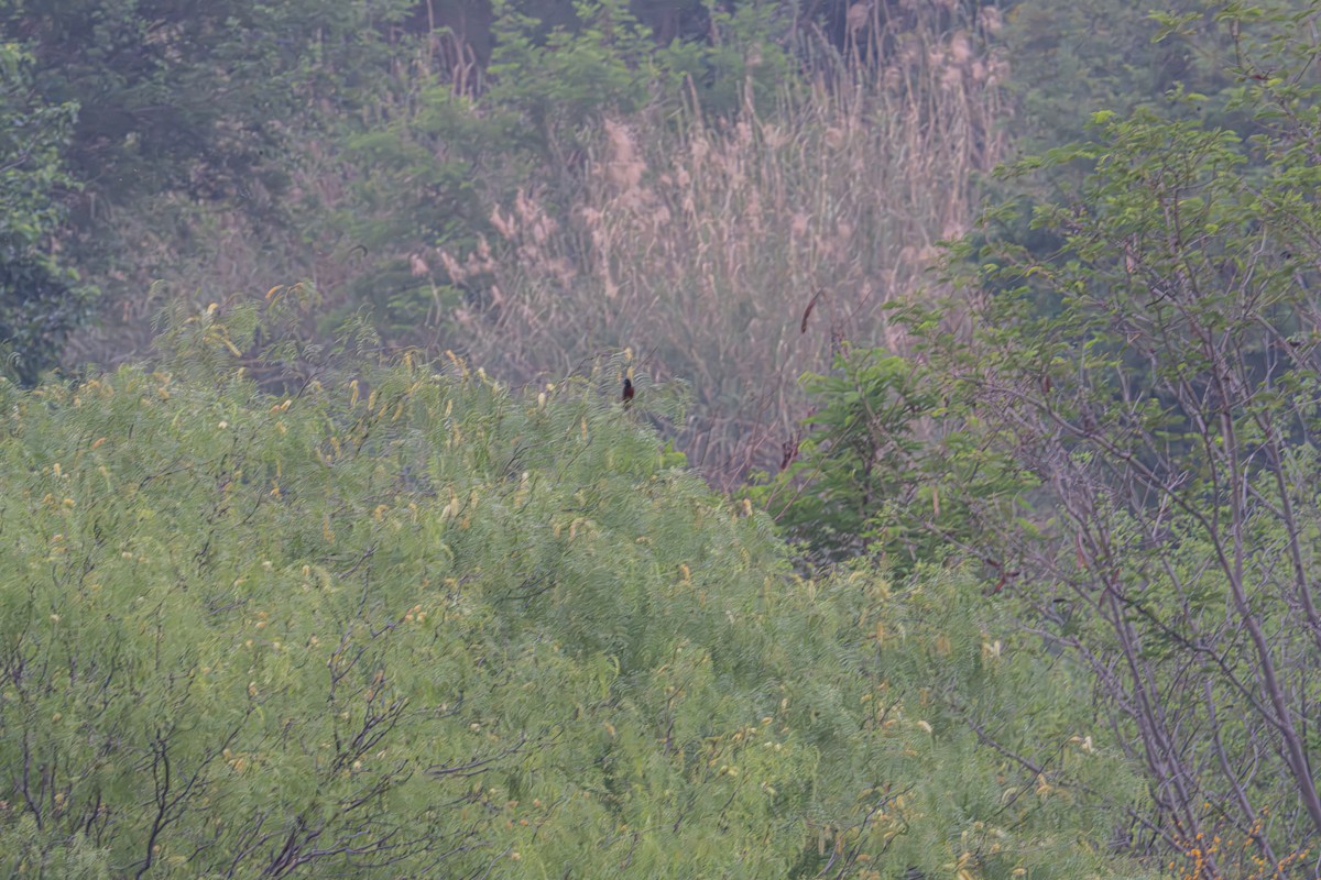 Orchard Oriole - ML632949982