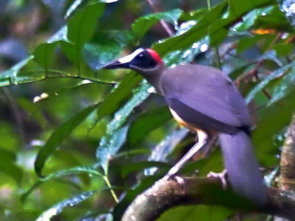 Gray-necked Rockfowl - ML632950514