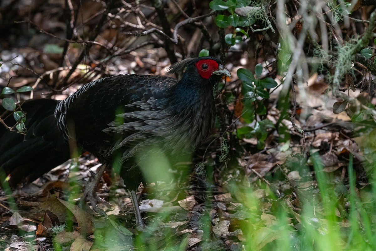eBird Checklist - 27 Mar 2025 - Hakalau Forest NWR--Pua Akala Tract ...