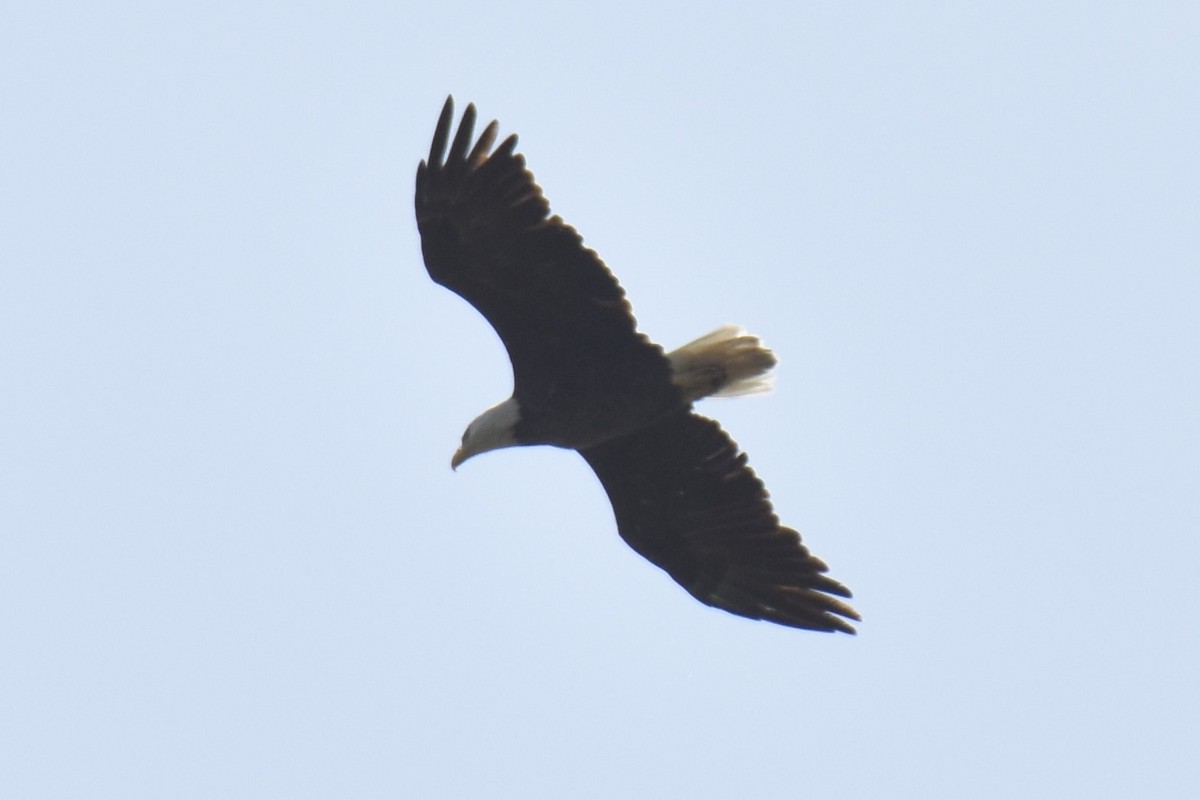 Bald Eagle - ML632950852
