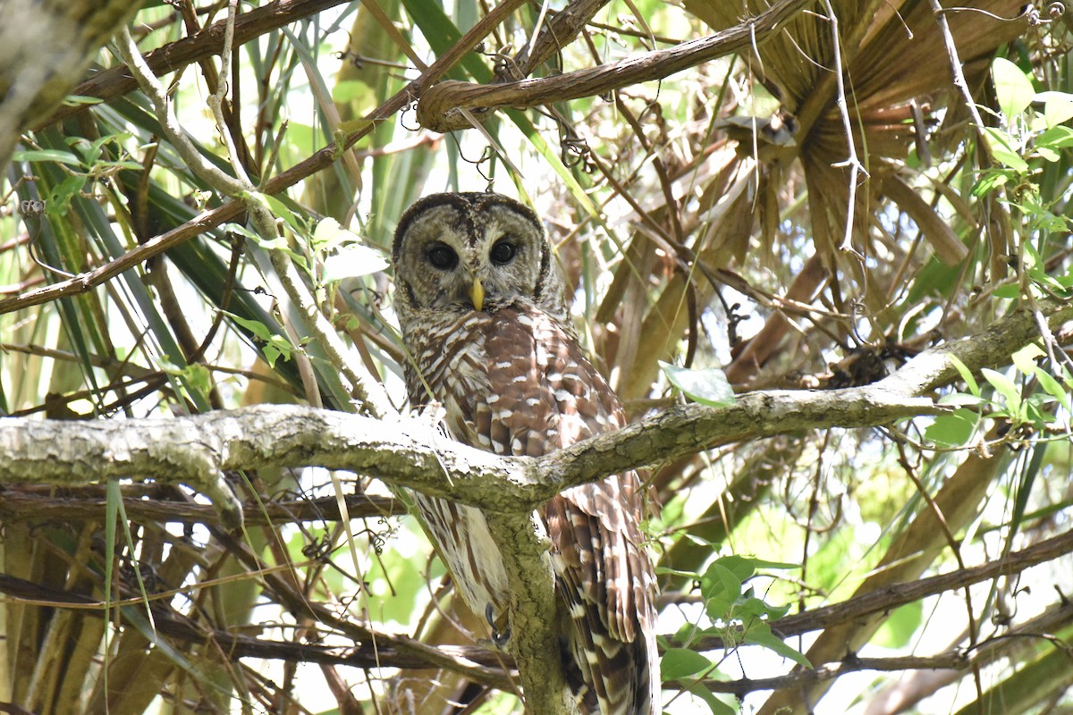 Barred Owl - ML632950856