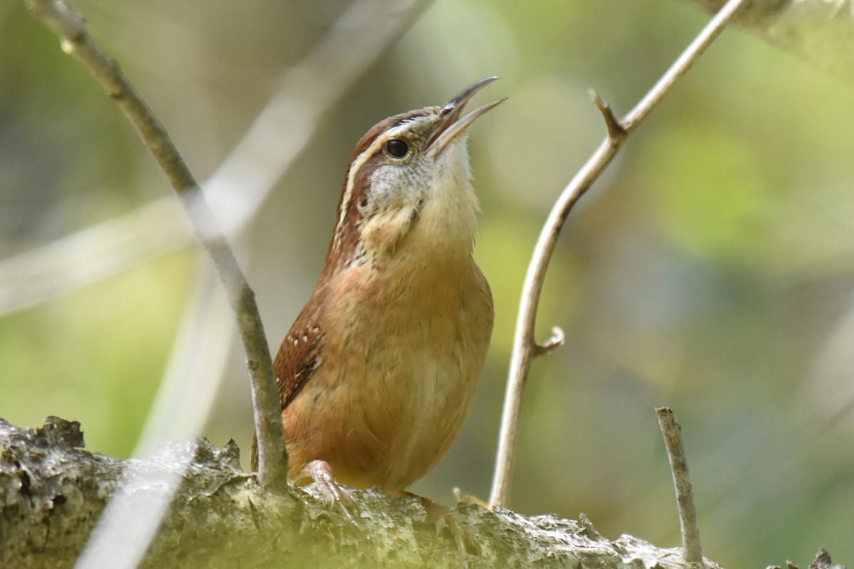 Carolina Wren - ML632950865