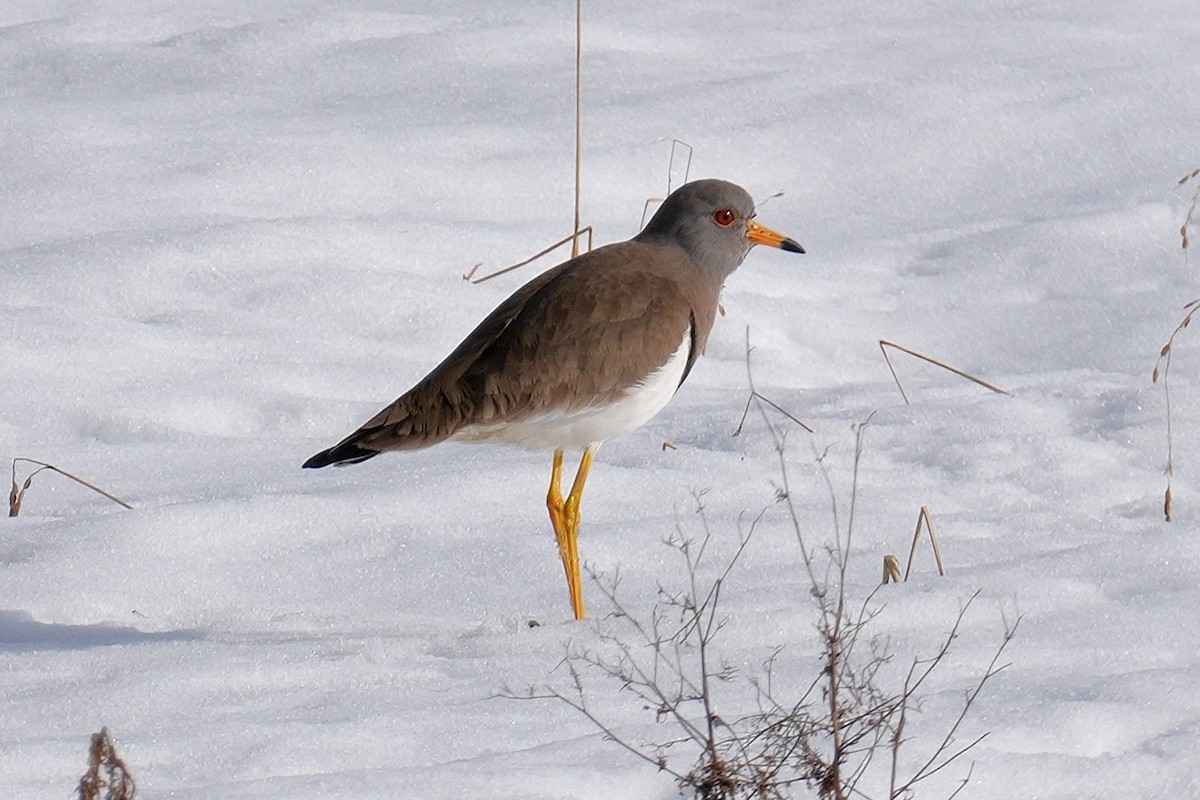 Gray-headed Lapwing - ML632951251
