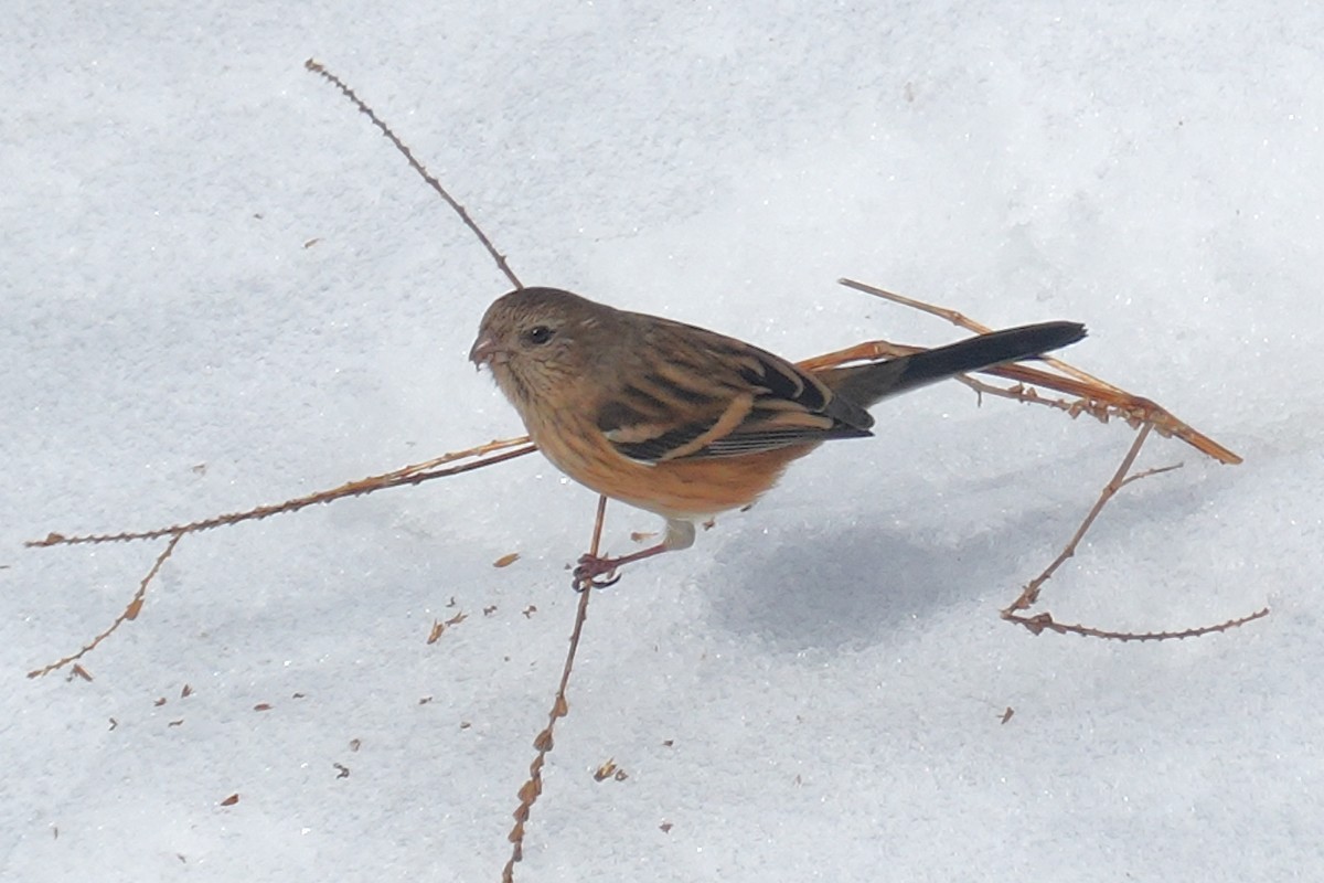 Long-tailed Rosefinch - ML632951255