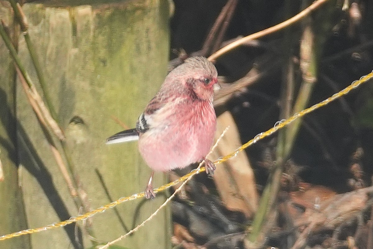Long-tailed Rosefinch - ML632951259