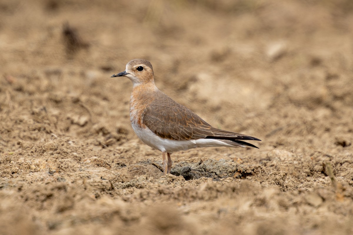 Oriental Plover - ML632951603