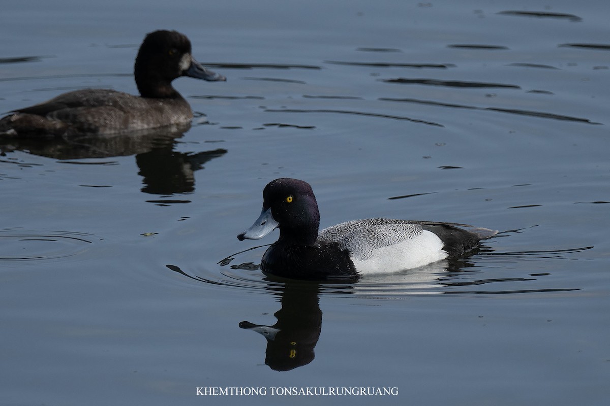 Lesser Scaup - ML632951626