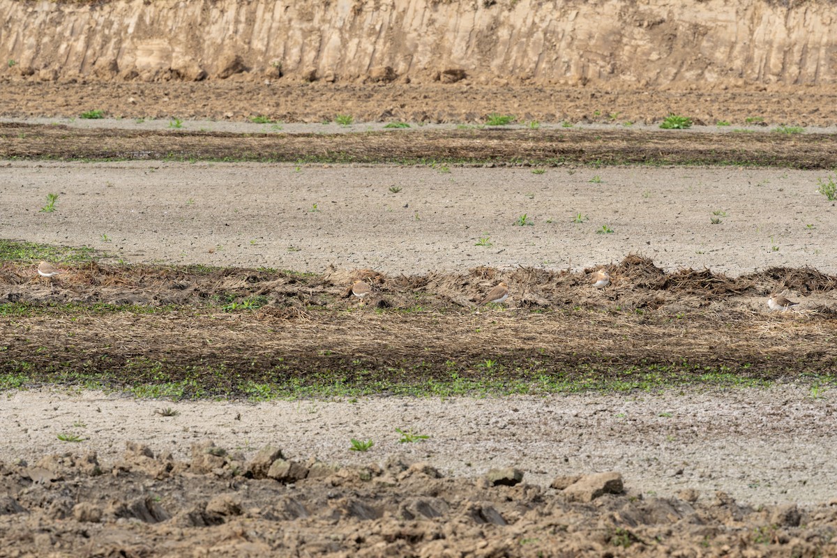 Oriental Plover - ML632951628