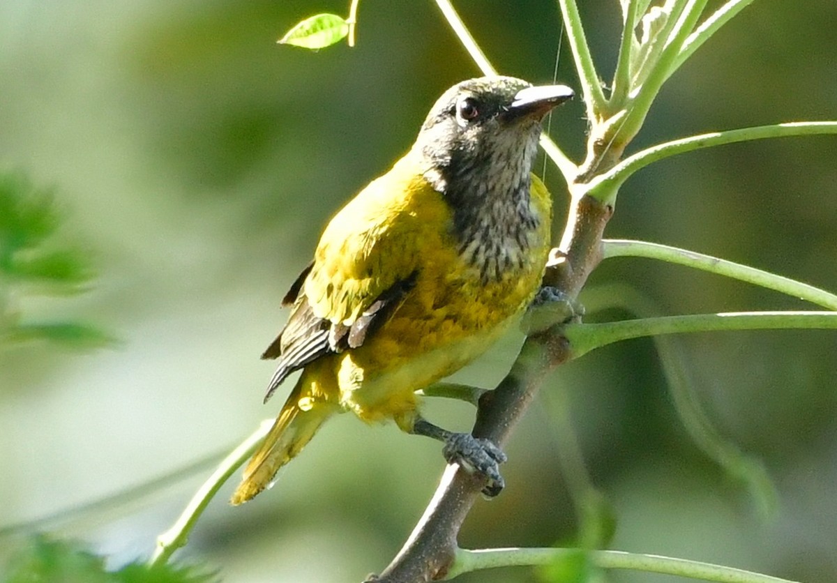 Black-hooded Oriole - ML632951640