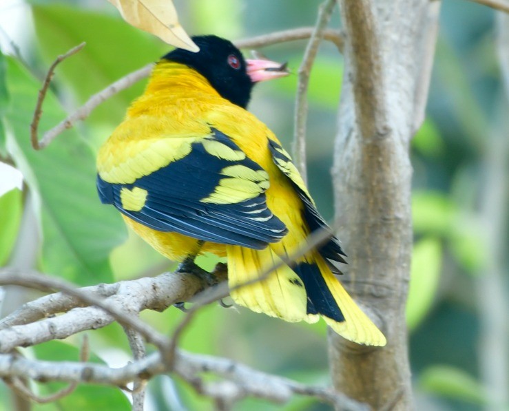 Black-hooded Oriole - ML632951641