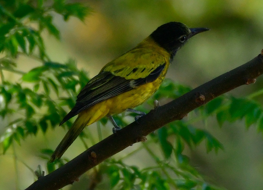 Black-hooded Oriole - ML632951642