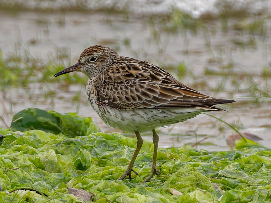 Sharp-tailed Sandpiper - ML632951678