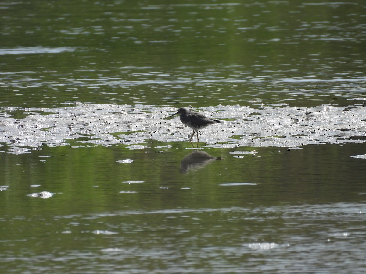 Wandering Tattler - Alexander Christensen