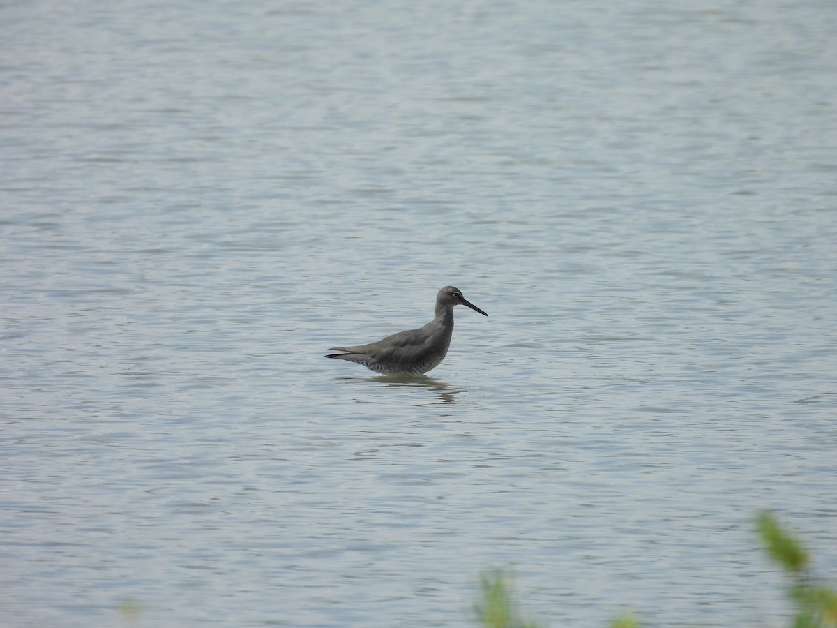 Wandering Tattler - Alexander Christensen