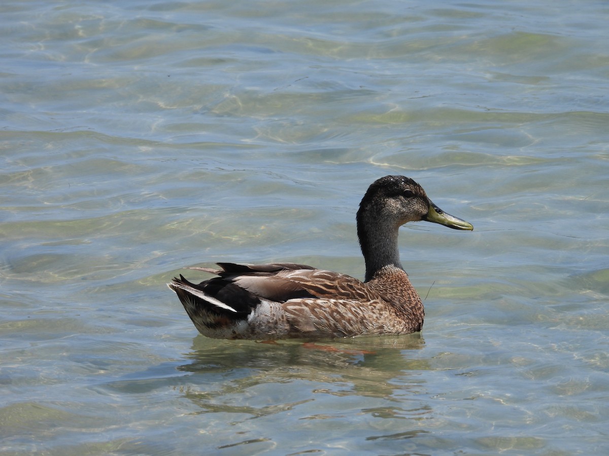 Mallard x Hawaiian Duck (hybrid) - ML632952022