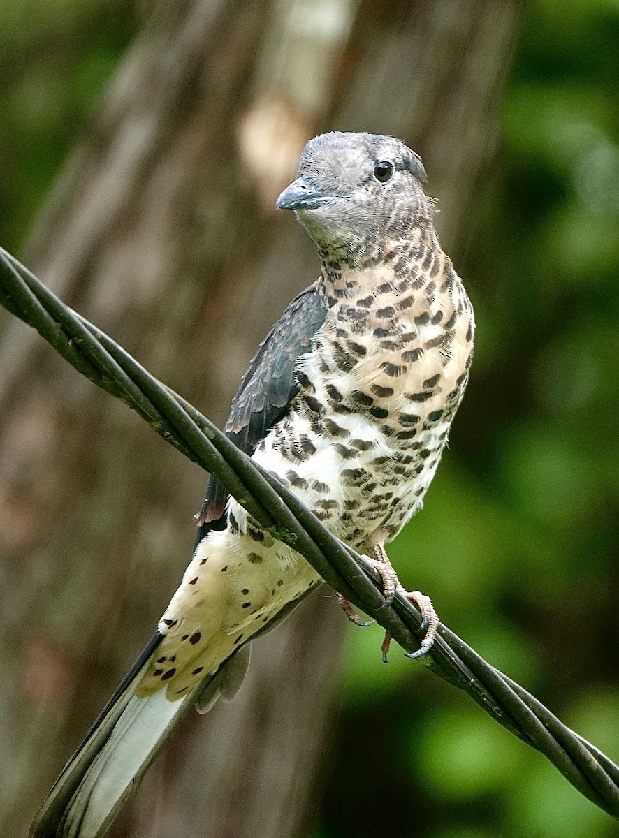 Cuckoo-roller - ML632952137