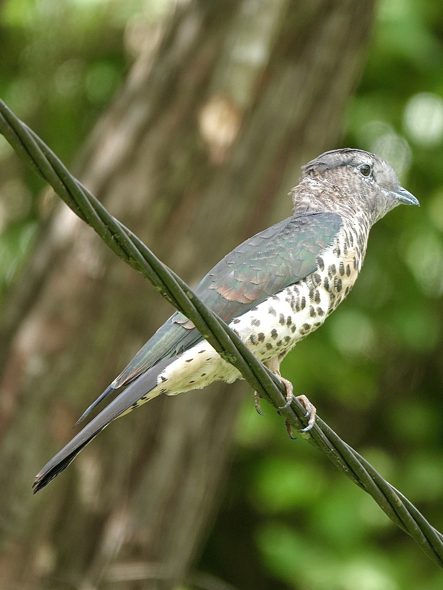 Cuckoo-roller - ML632952138