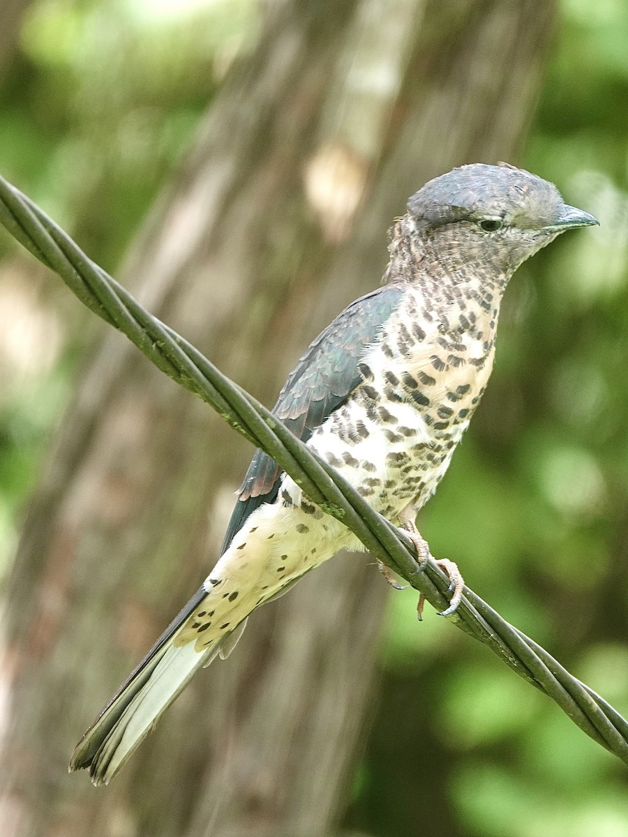 Cuckoo-roller - ML632952139