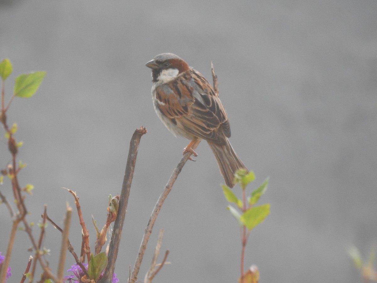 家麻雀 - ML632952208