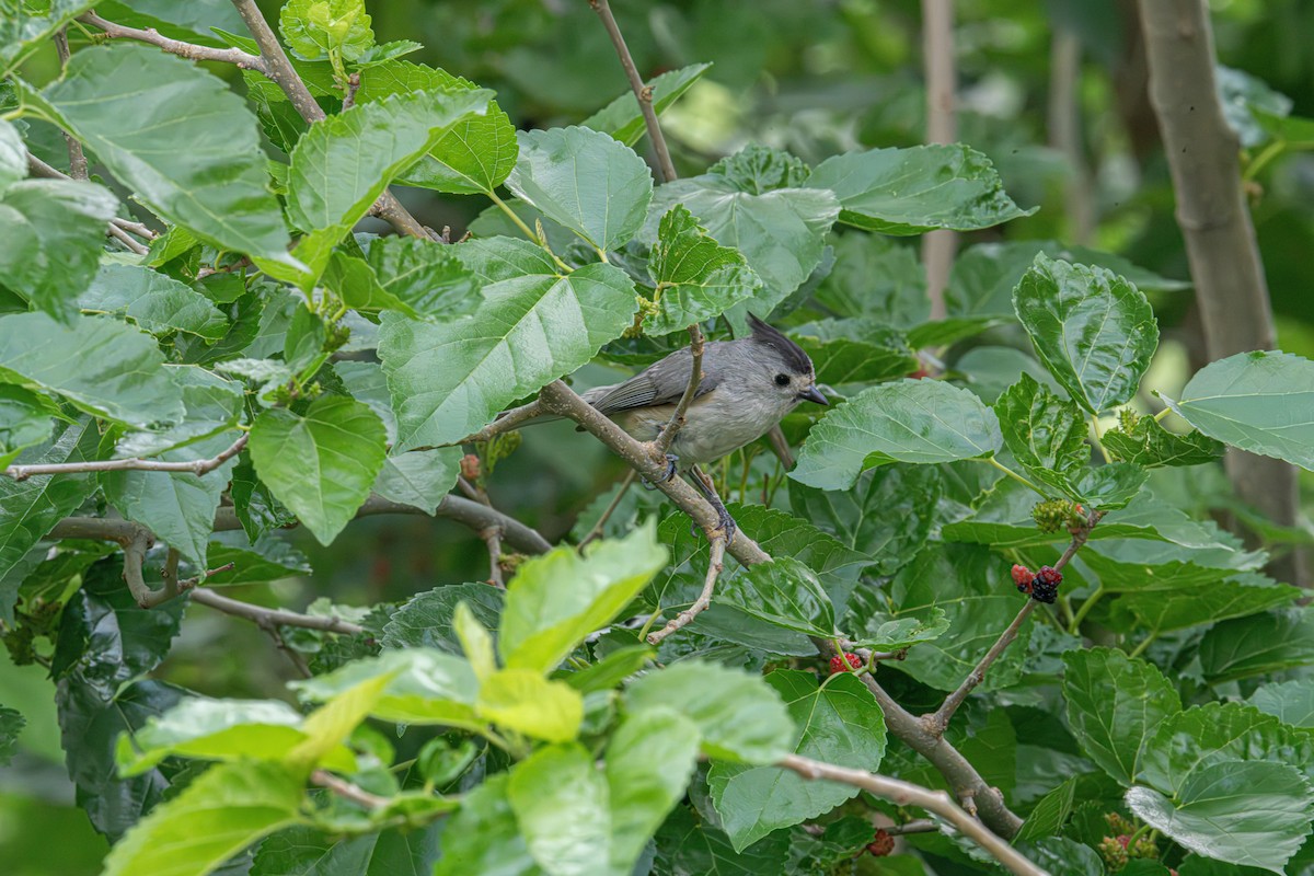 Black-crested Titmouse - ML632952324