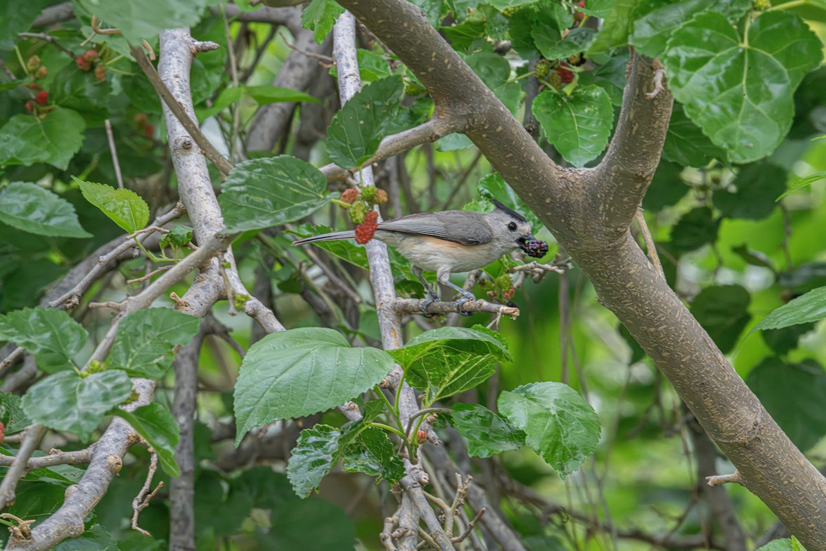 Black-crested Titmouse - ML632952325