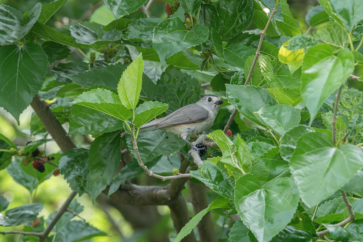 Black-crested Titmouse - ML632952331