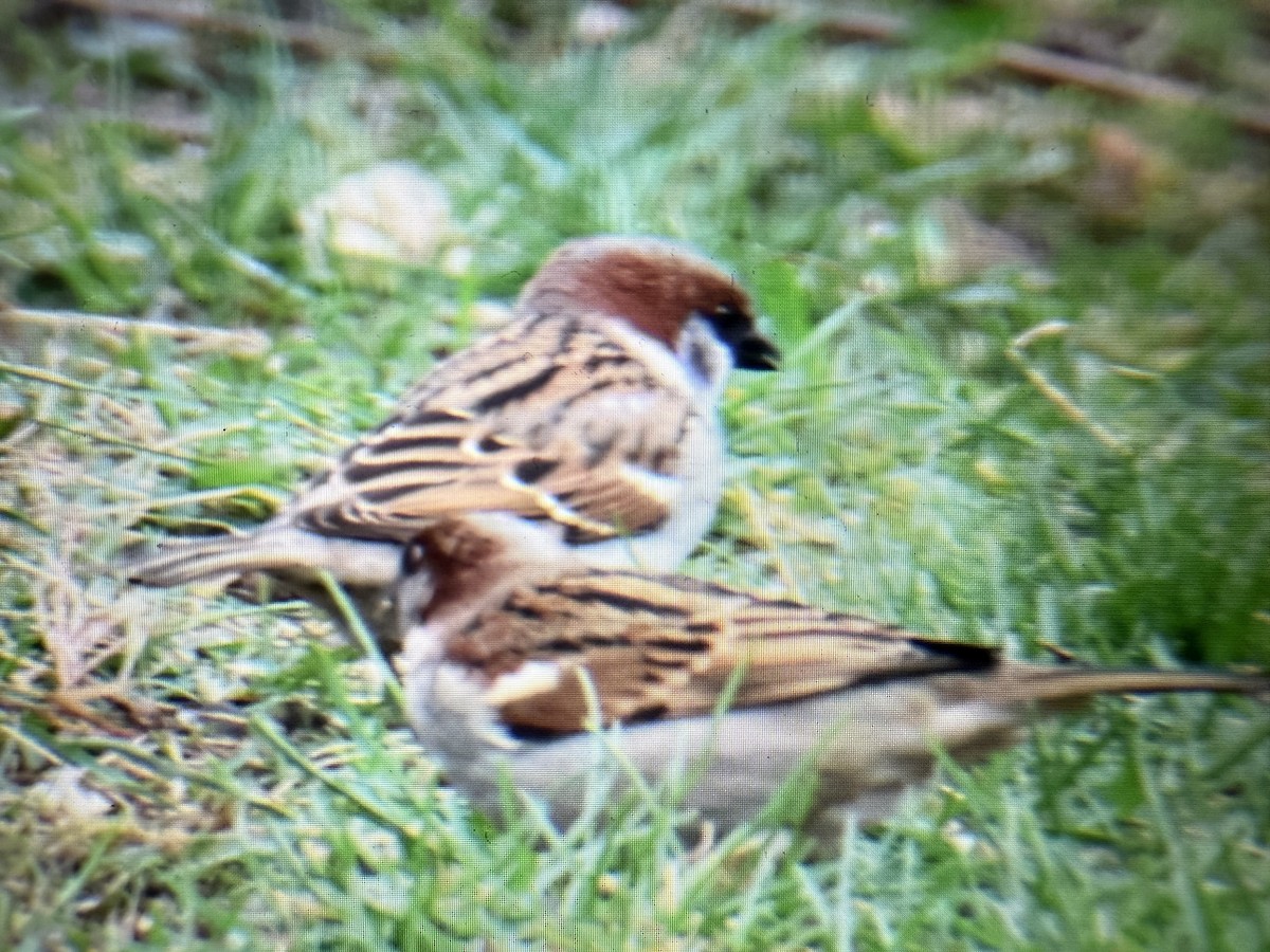 House x Eurasian Tree Sparrow (hybrid) - ML632952347