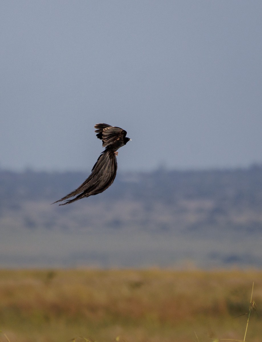 Long-tailed Widowbird - ML632952395