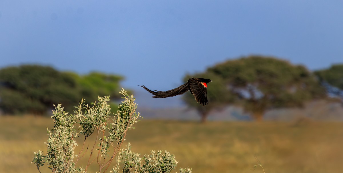 Long-tailed Widowbird - ML632952396