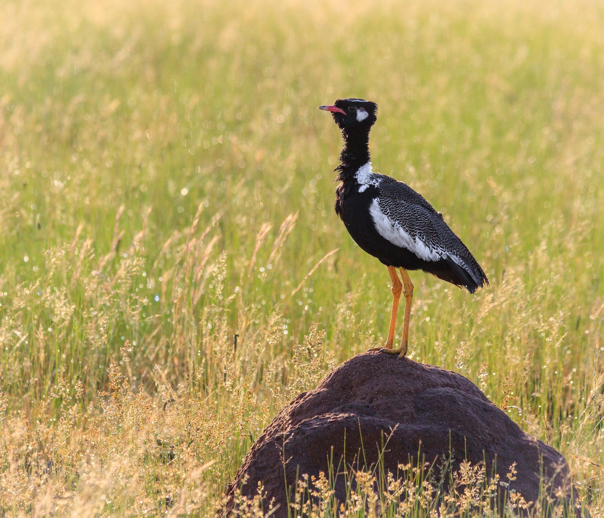 White-quilled Bustard - ML632952404
