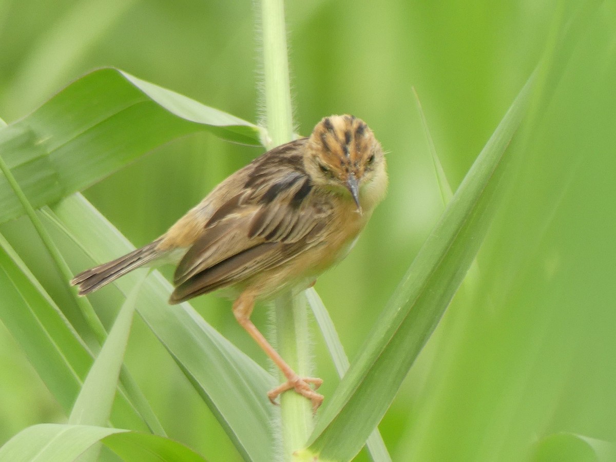 passerine sp. - ML632952589