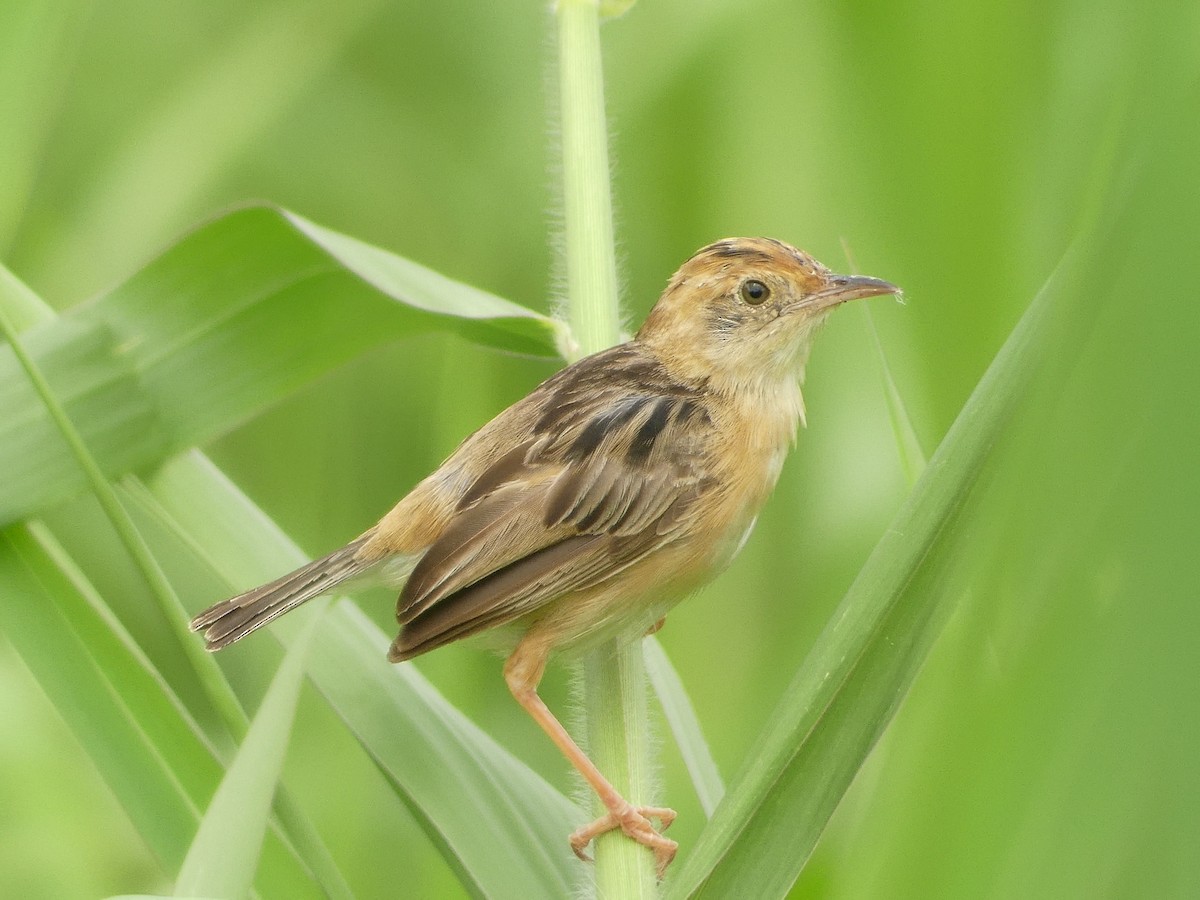 passerine sp. - ML632952590