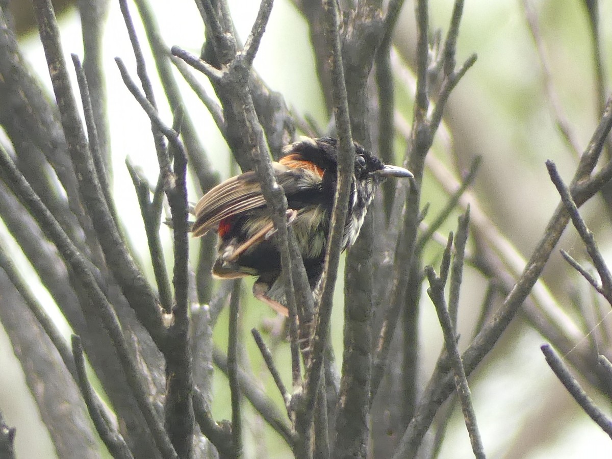 Red-backed Fairywren - ML632952616