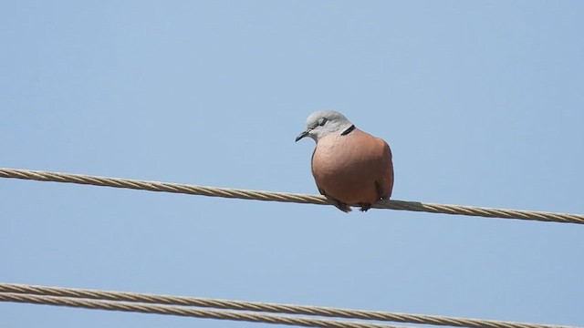 Red Collared-Dove - ML632952765