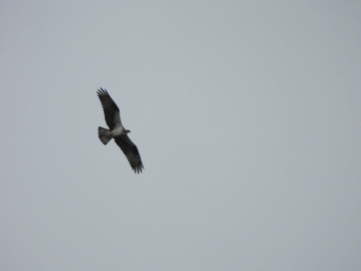 Osprey - ML632952782