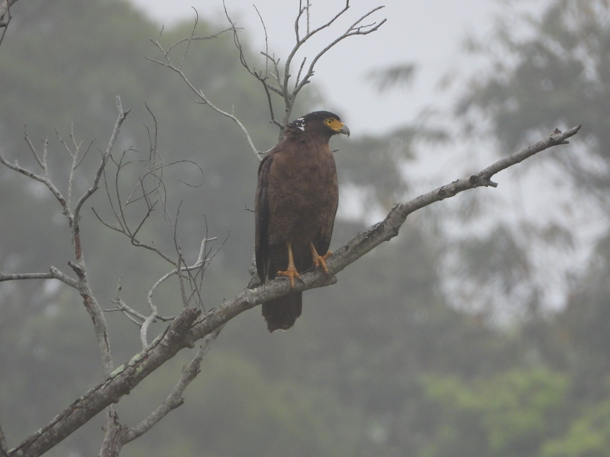 Crested Serpent-Eagle (Crested) - ML632952890