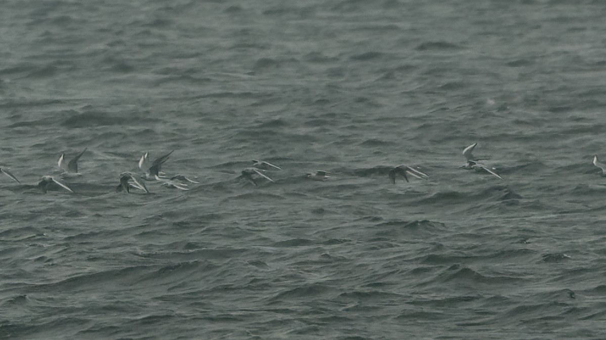 Bonaparte's Gull - ML632952908
