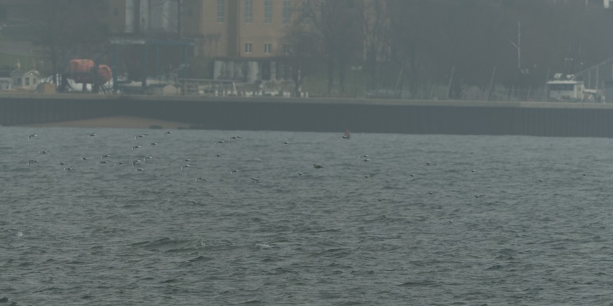 Bonaparte's Gull - ML632952913