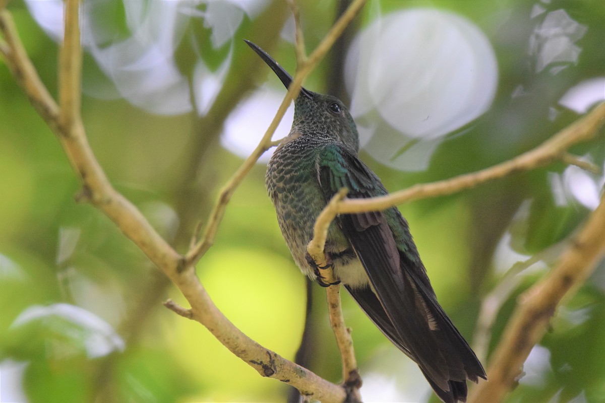 White-vented Plumeleteer - ML632953141