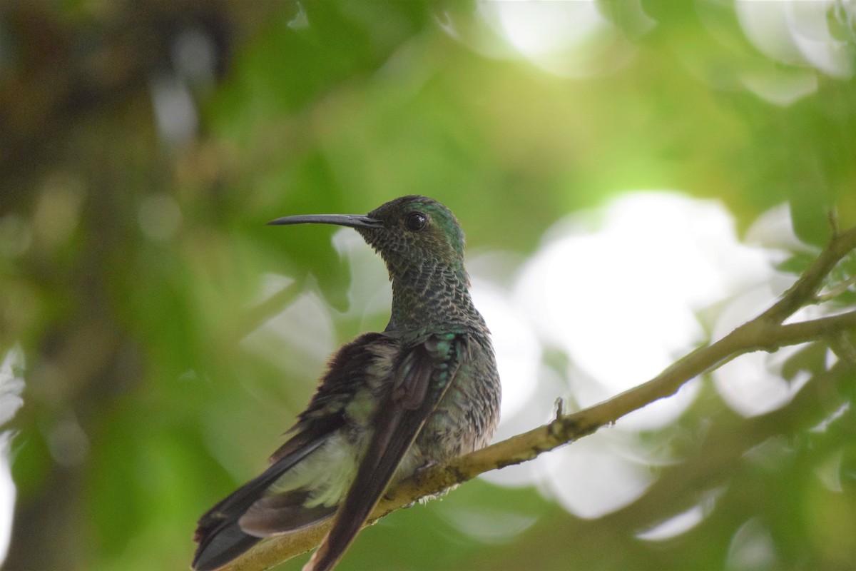 White-vented Plumeleteer - ML632953142