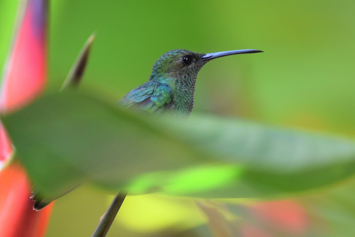 White-vented Plumeleteer - ML632953143