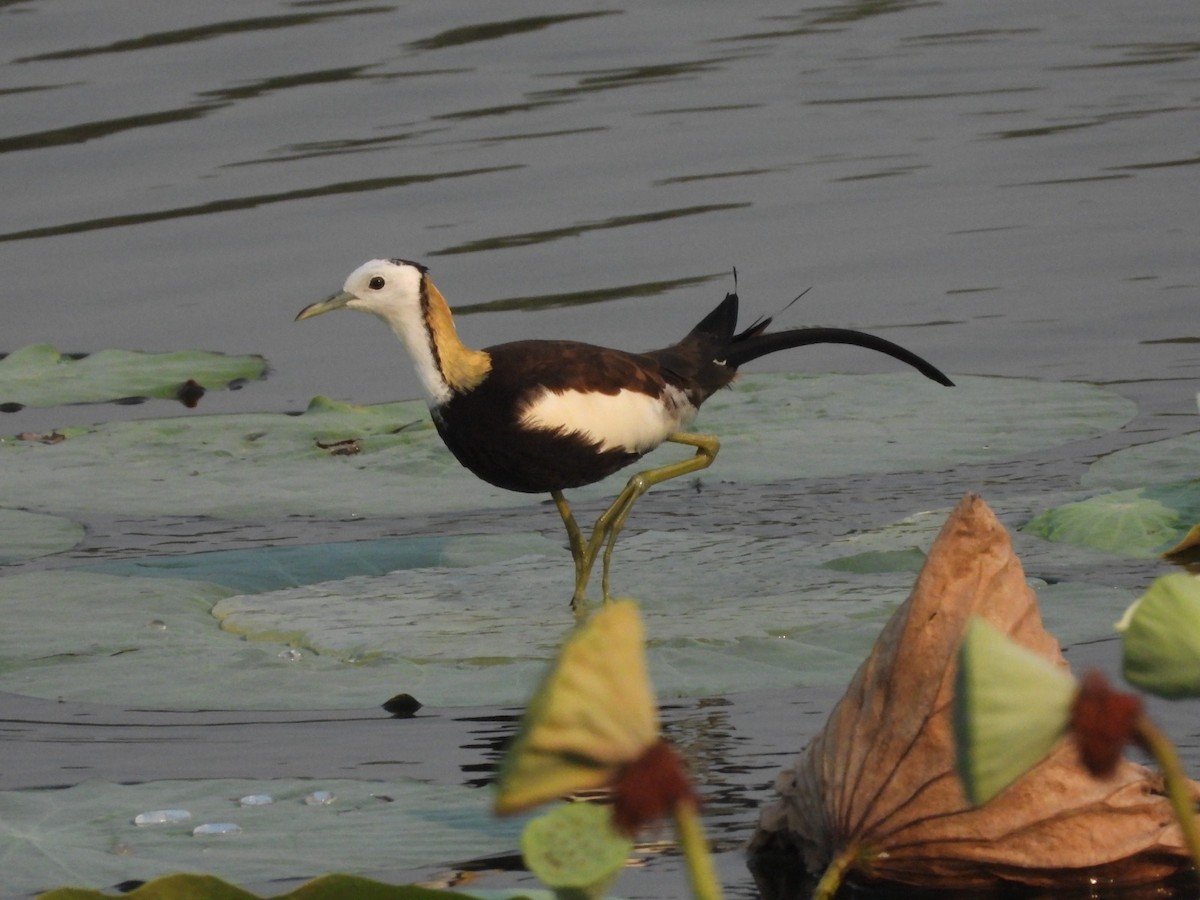 Pheasant-tailed Jacana - ML632953173
