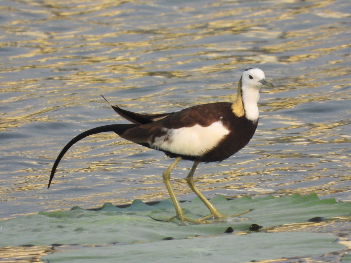 Pheasant-tailed Jacana - ML632953174