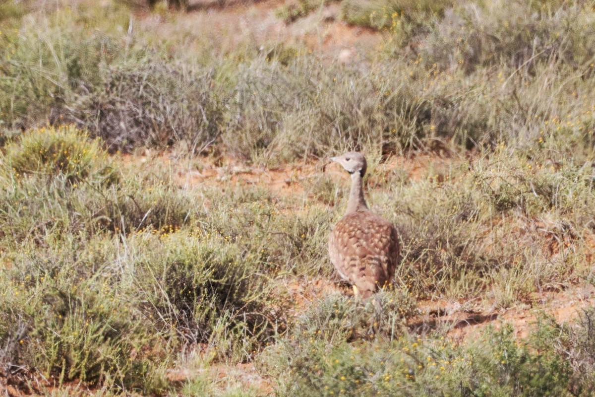 Karoo Bustard - ML632953192
