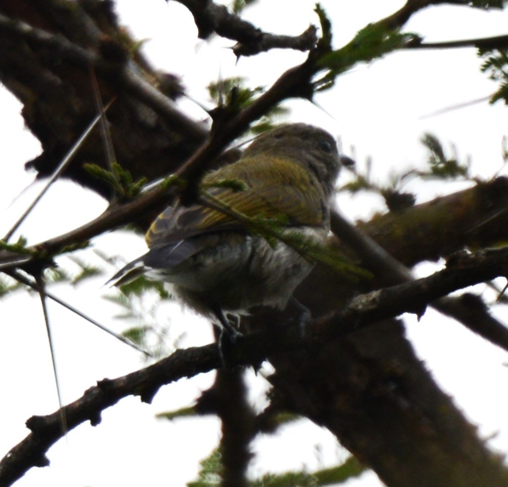 Green-backed Honeybird - ML632953287