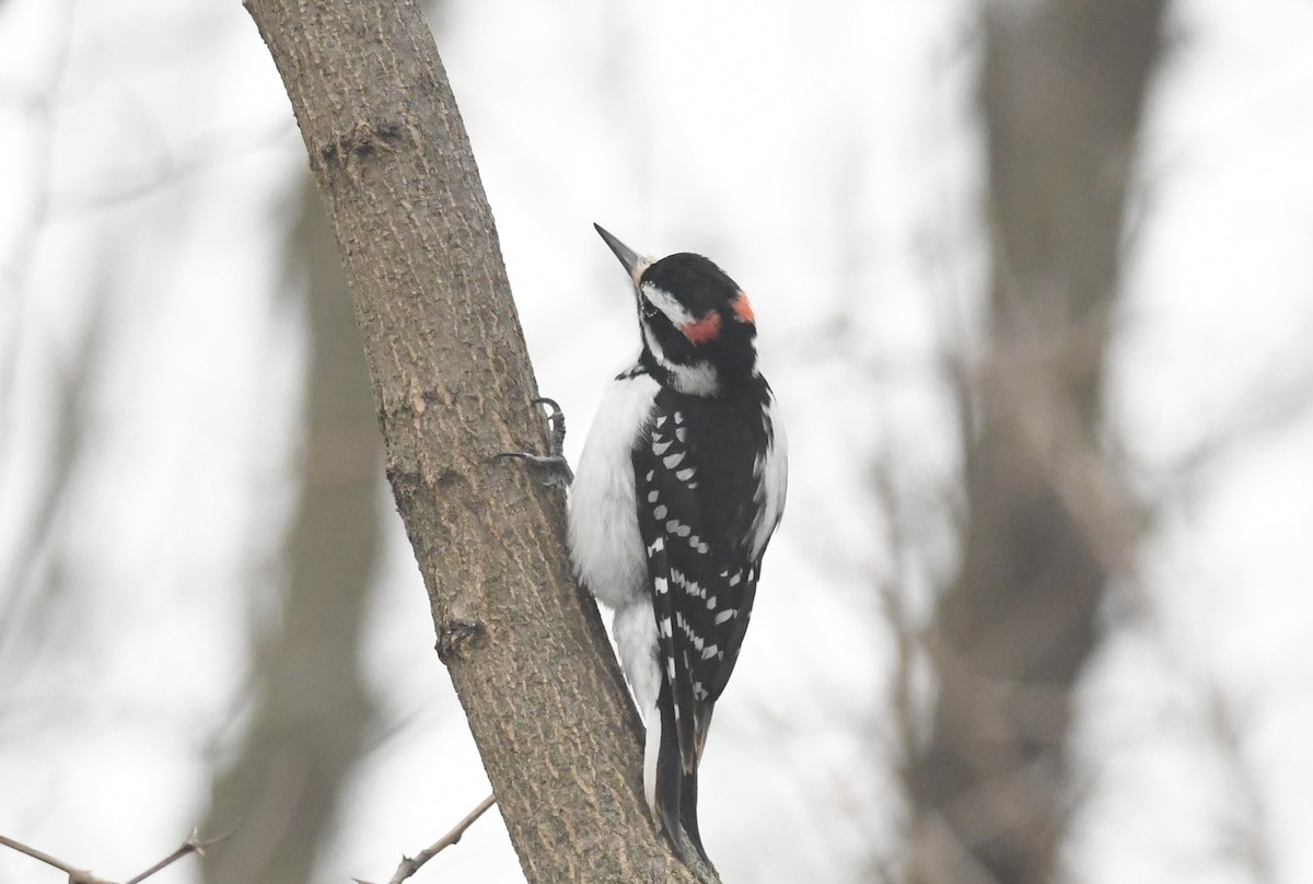 Hairy Woodpecker - ML632953338