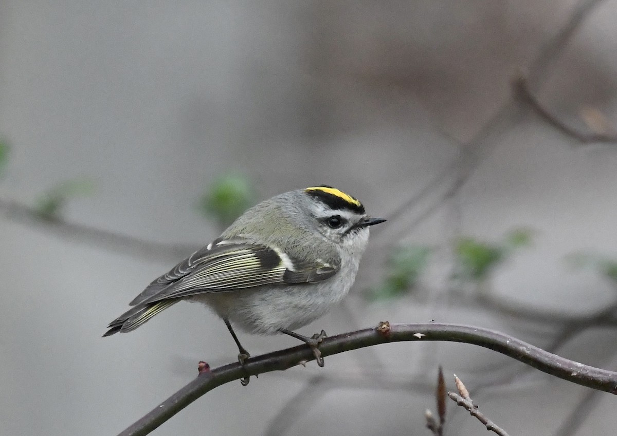 Golden-crowned Kinglet - ML632953339
